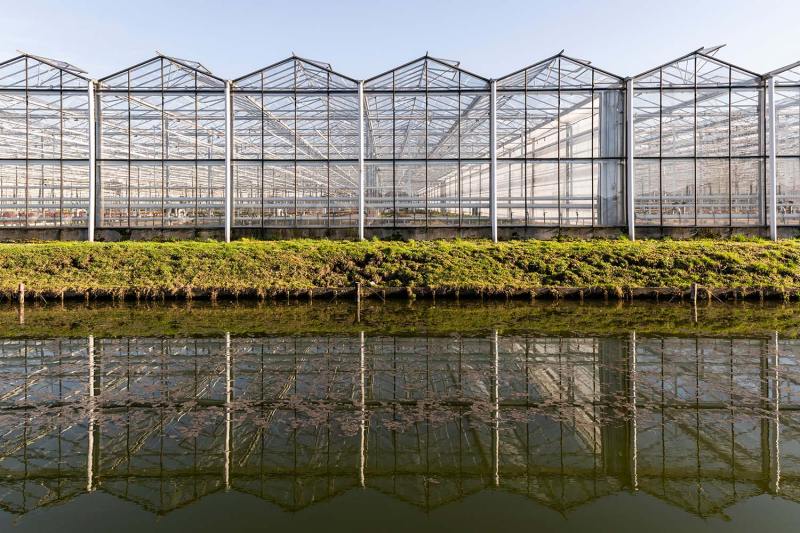 Flower Greenhouse in Maasdijk Maasdijk, The Netherlands - February 25, 2019: Great industrial flower greenhouse with working man in Maasdijk in Westland in the Netherlands.