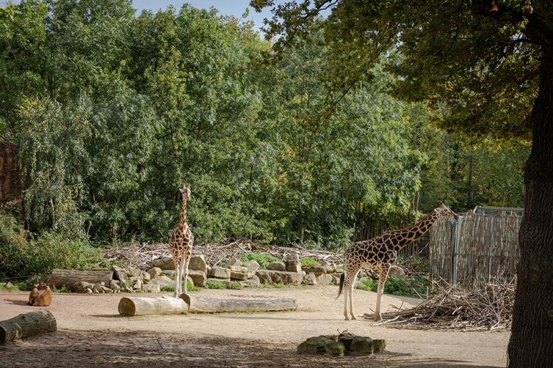 Erlebnis-Zoo-with-2-girafs